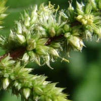 Amaranthus viridis L.